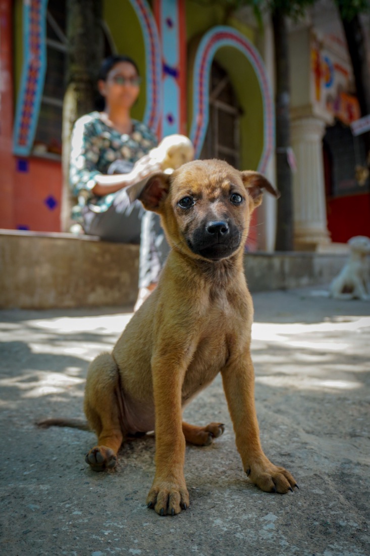 A tan puppy sits on a sunny street looking straight at the camera.